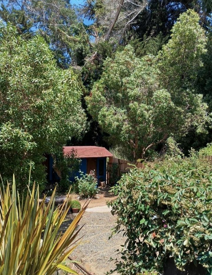 Cabanita Arbol *